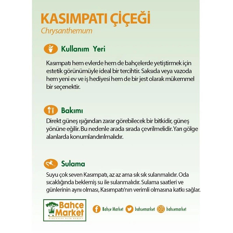 Kasımpatı Çiçeği