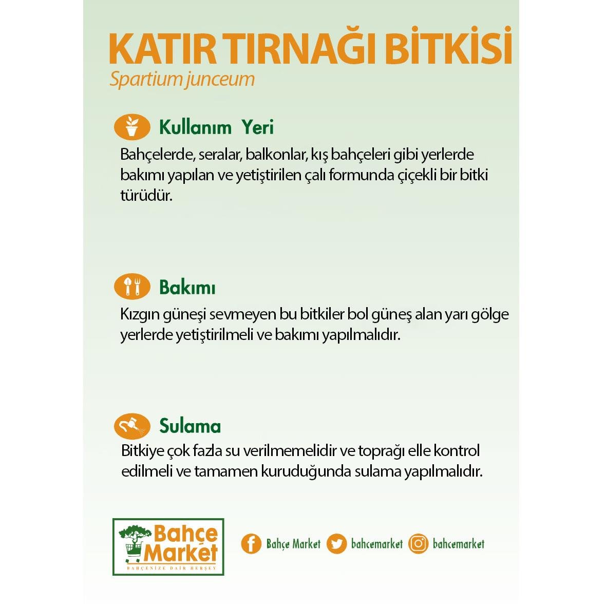 Katır tırnağı (Spartium junceum) bakım kartı: Bahçe, sera ve balkonda yetişen çiçekli çalı. Bol güneşli ya da yarı gölge yerde tutun. Toprak tamamen kuruyunca sulayın.