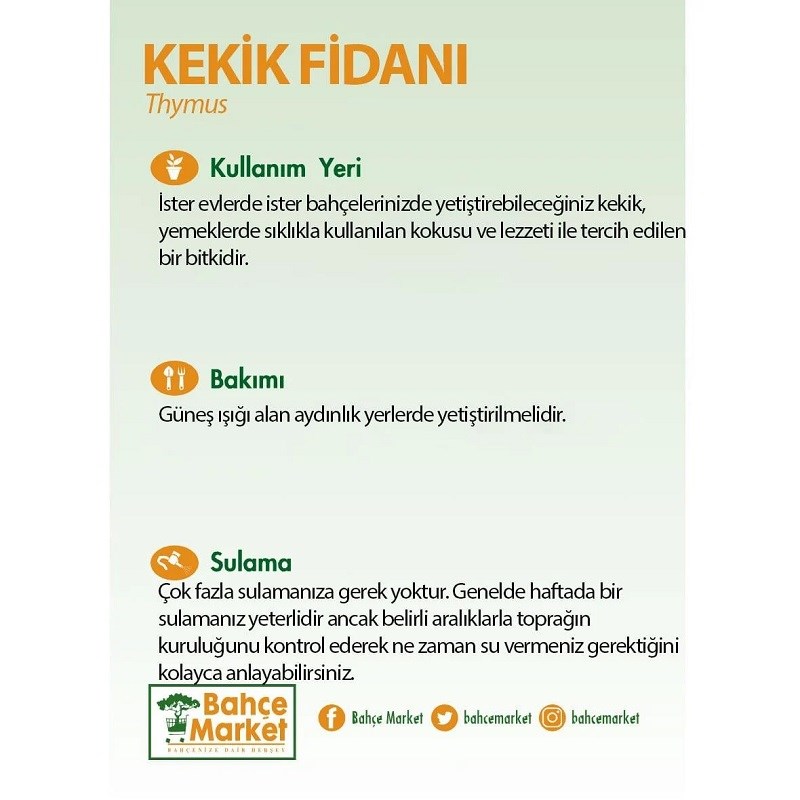 Kekik Bitkisi 10-20 Cm