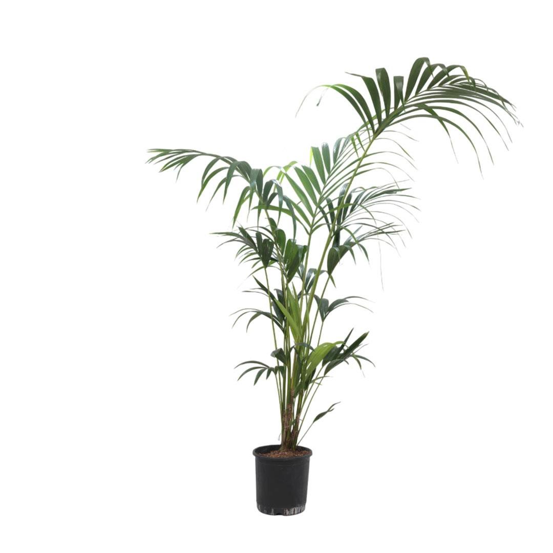 Kentia Palmiyesi 180-200 Cm