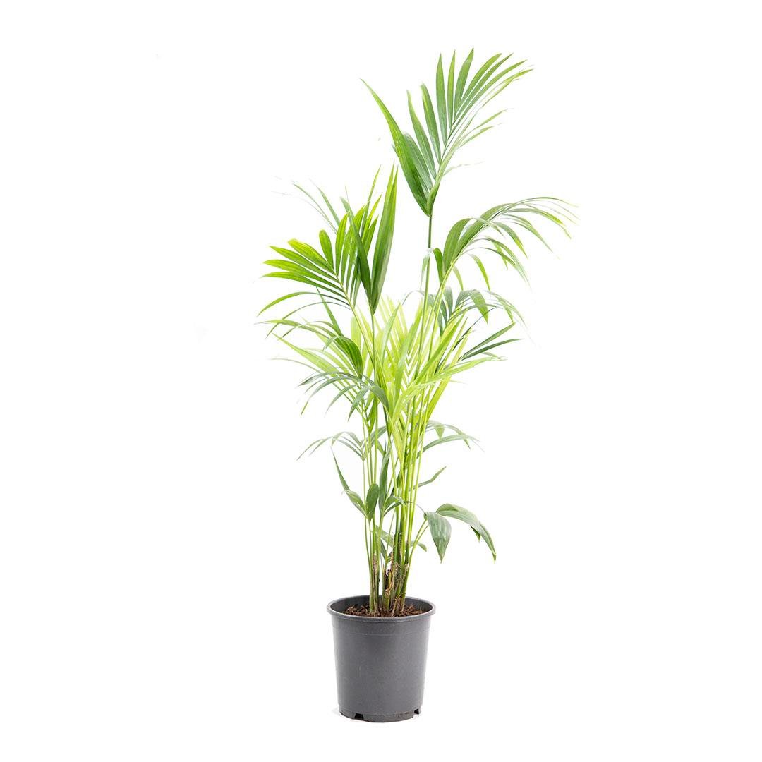 Kentia Palmiyesi