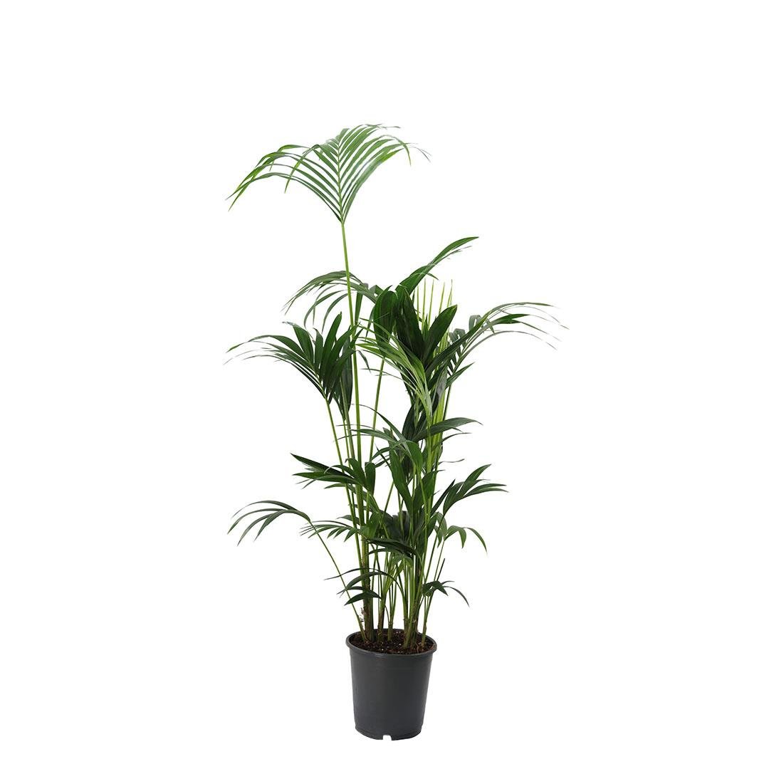 Kentia Palmiyesi Bitkisi 170-180 Cm
