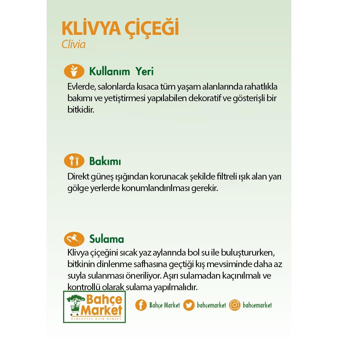 Klivya, turuncu çiçekli, uzun koyu yeşil şerit yapraklı, gri saksıda