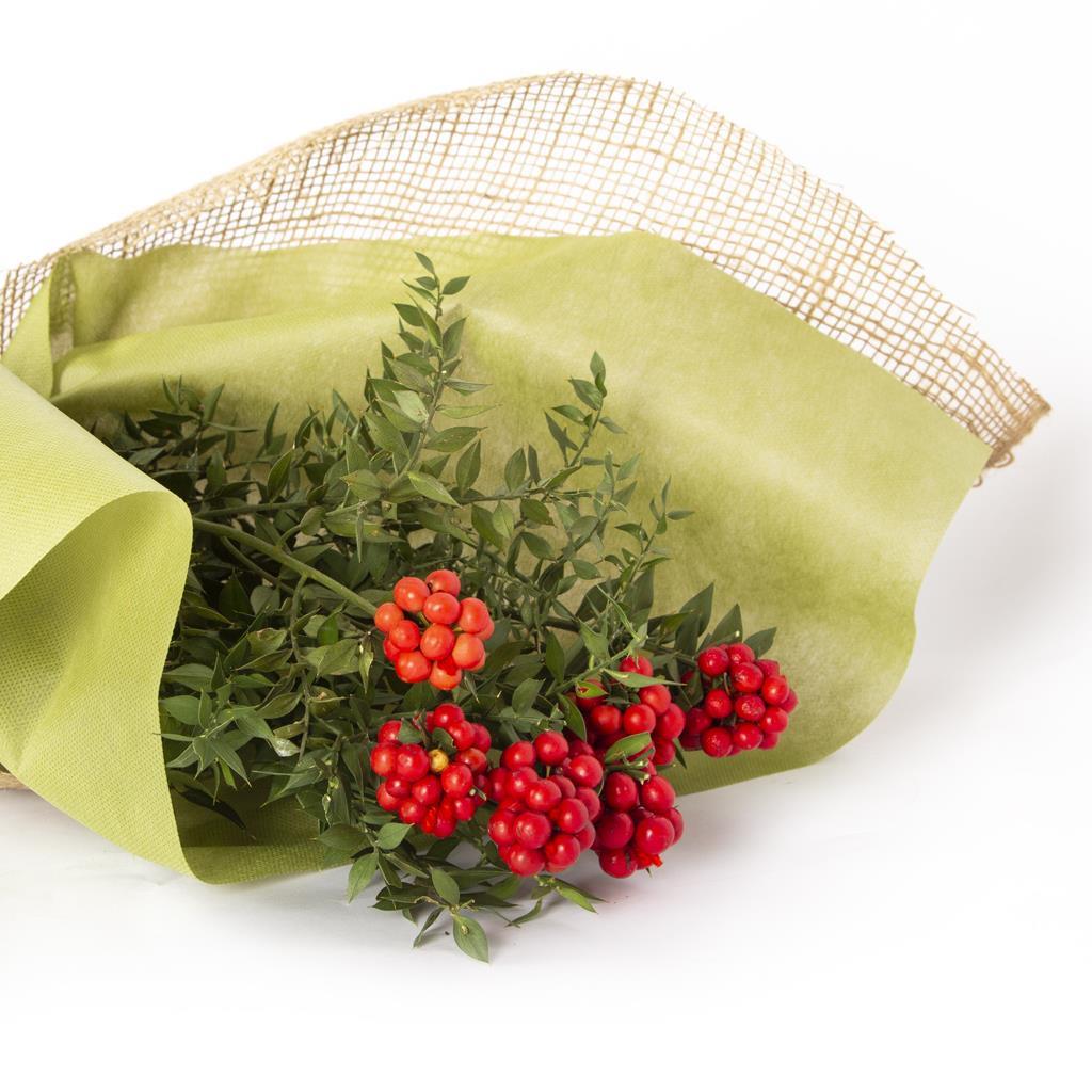 Kokina (Ruscus) bakım kartı: Yılbaşı çiçeği olarak da bilinir, kırmızı meyveli yılbaşı süsü. Güneş alan aydınlık yerde tutun. Haftada bir-iki kez sulayın.