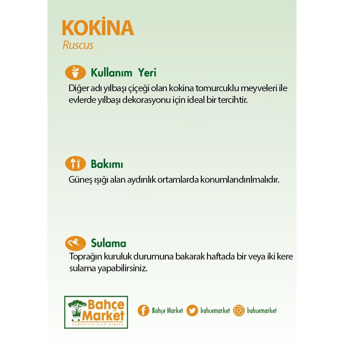 Kokina demeti, yeşil keten ambalajlı ve kurdeleli buket