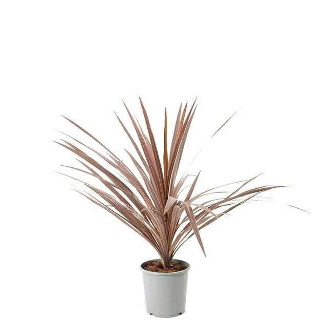 Kordilin Bitkisi 40-60 Cm