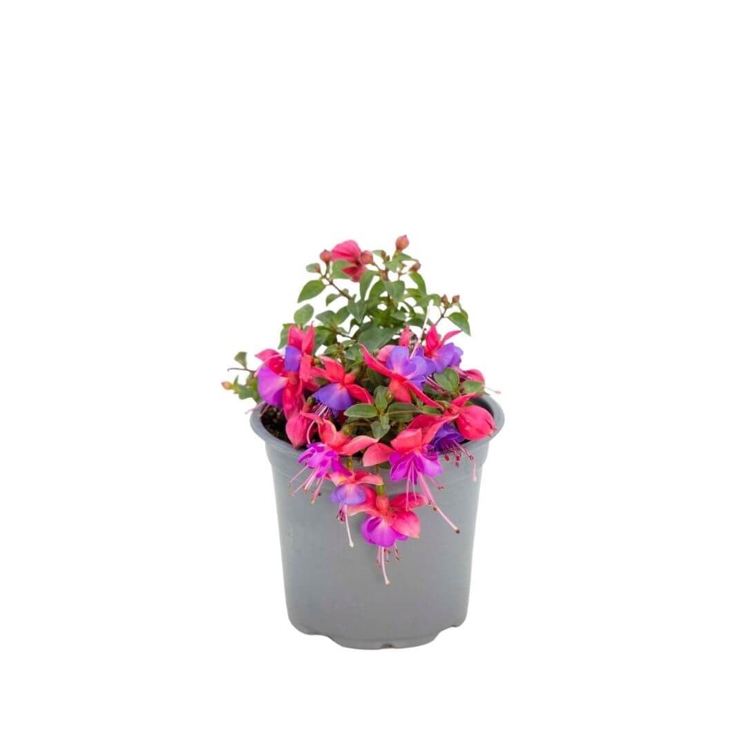 Küpe Çiçeği 20-30 Cm