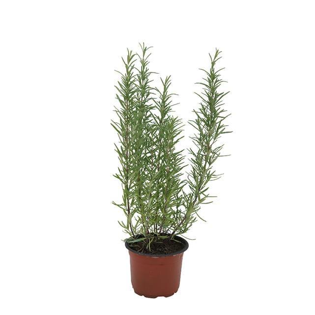 Kuşdili (Biberiye) 10-20 Cm