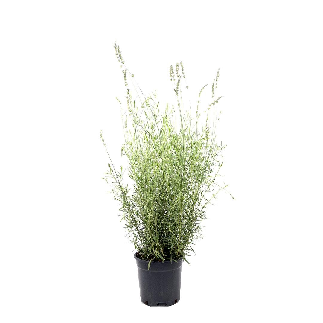 Lavanta Çiçeği 30-40 Cm
