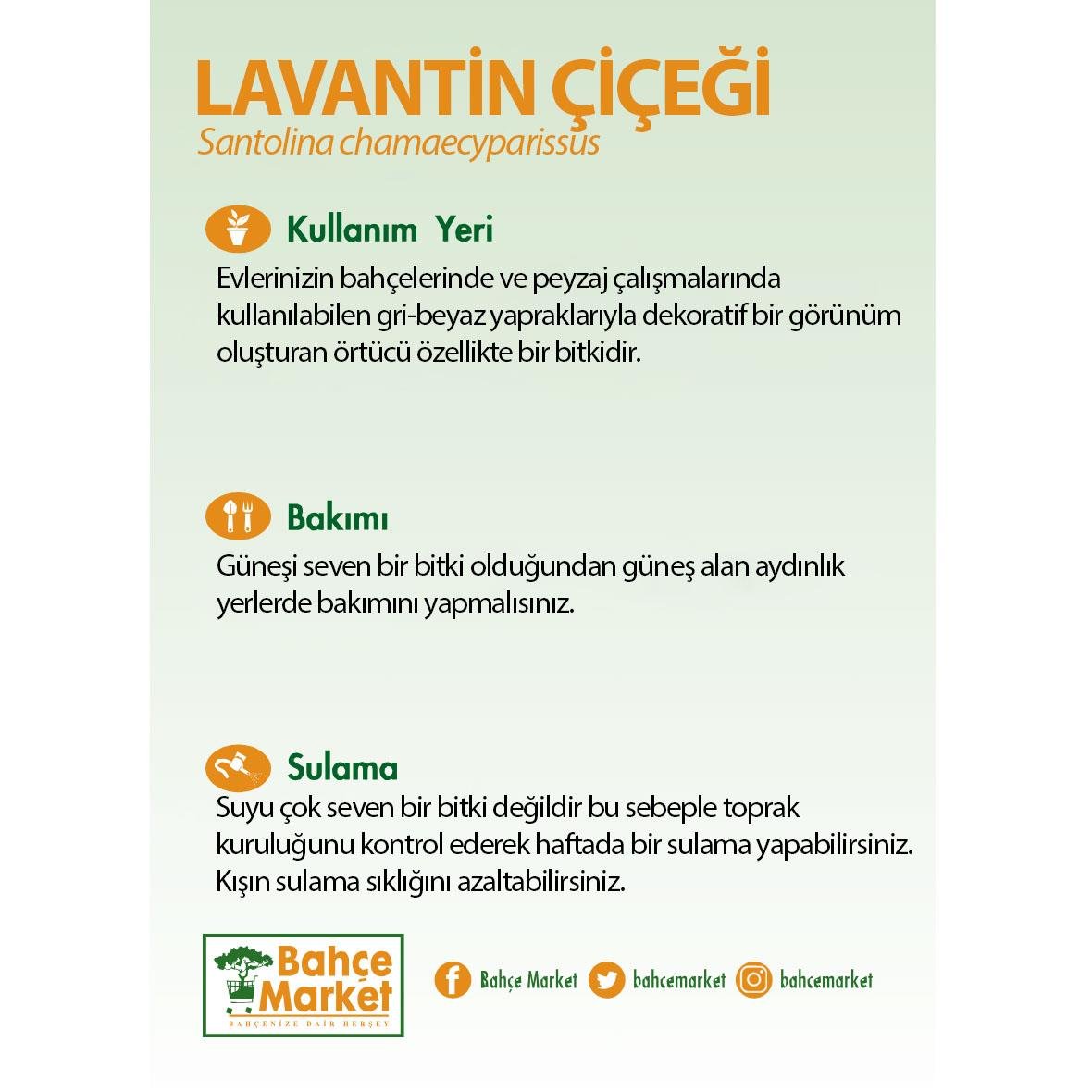 Lavantin Çiçeği 10-20 Cm