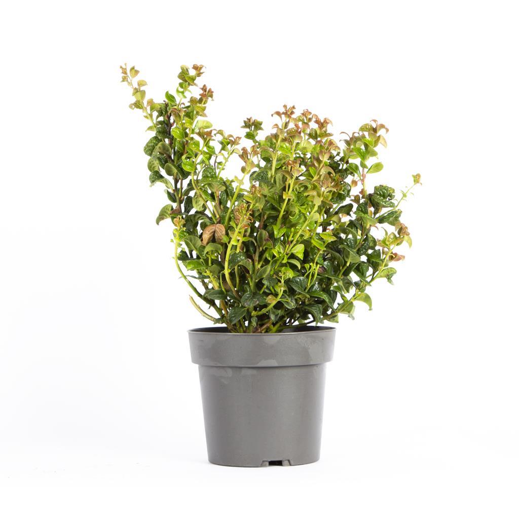 leucothoe-salkim-cali-acfe3c.jpg