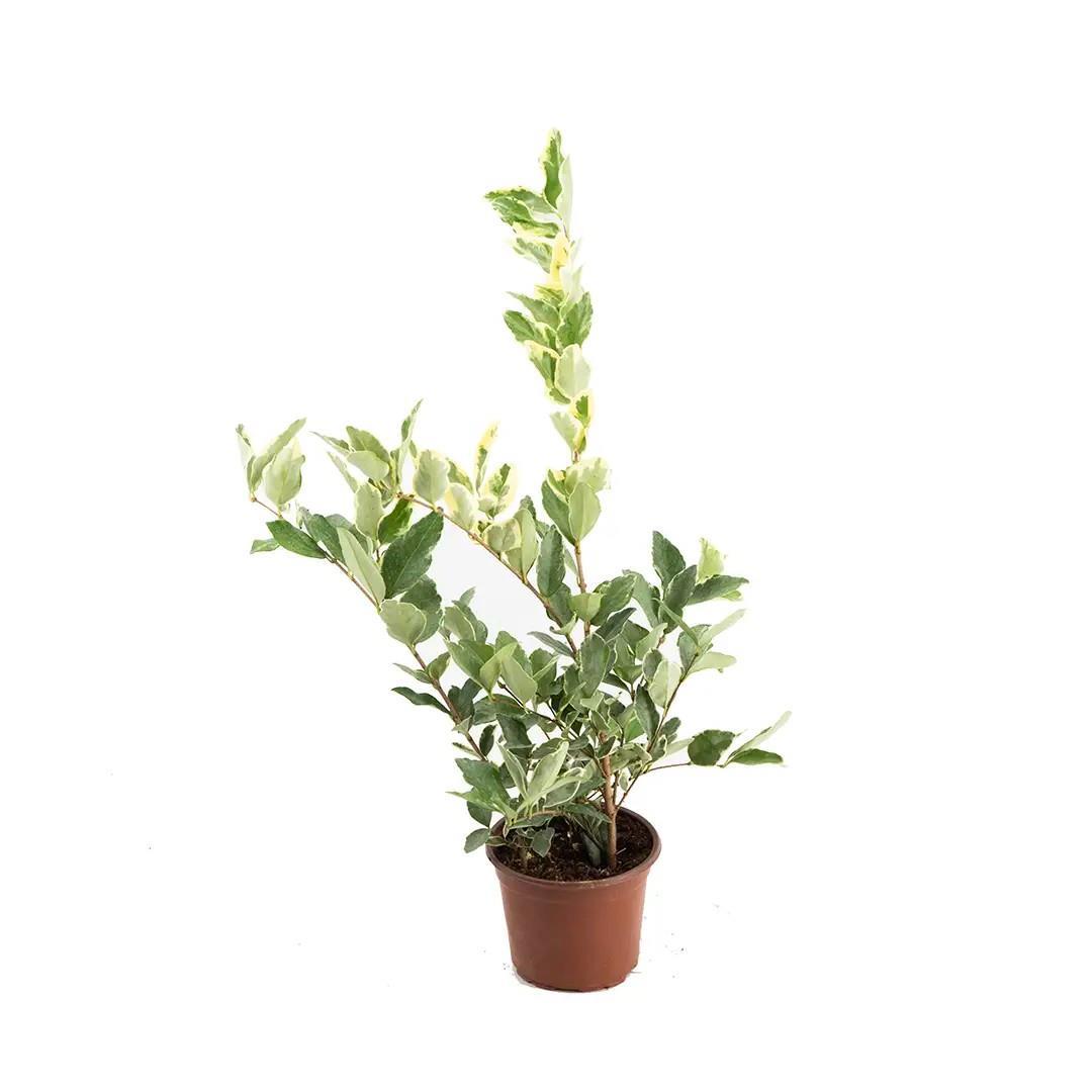 ligustrum-texnm-variegatum-42-961.jpg