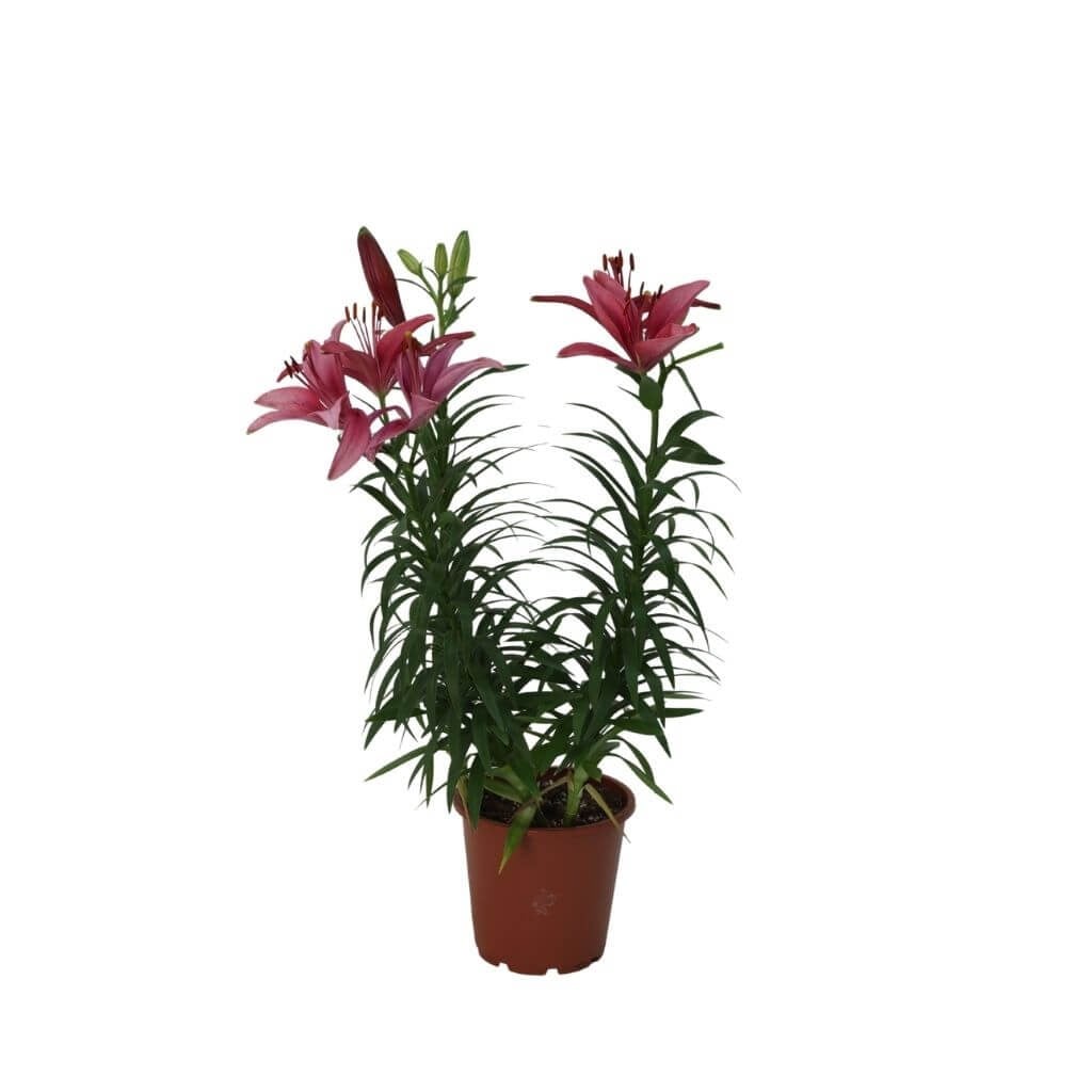 Lilium Çiçeği 40-60 Cm
