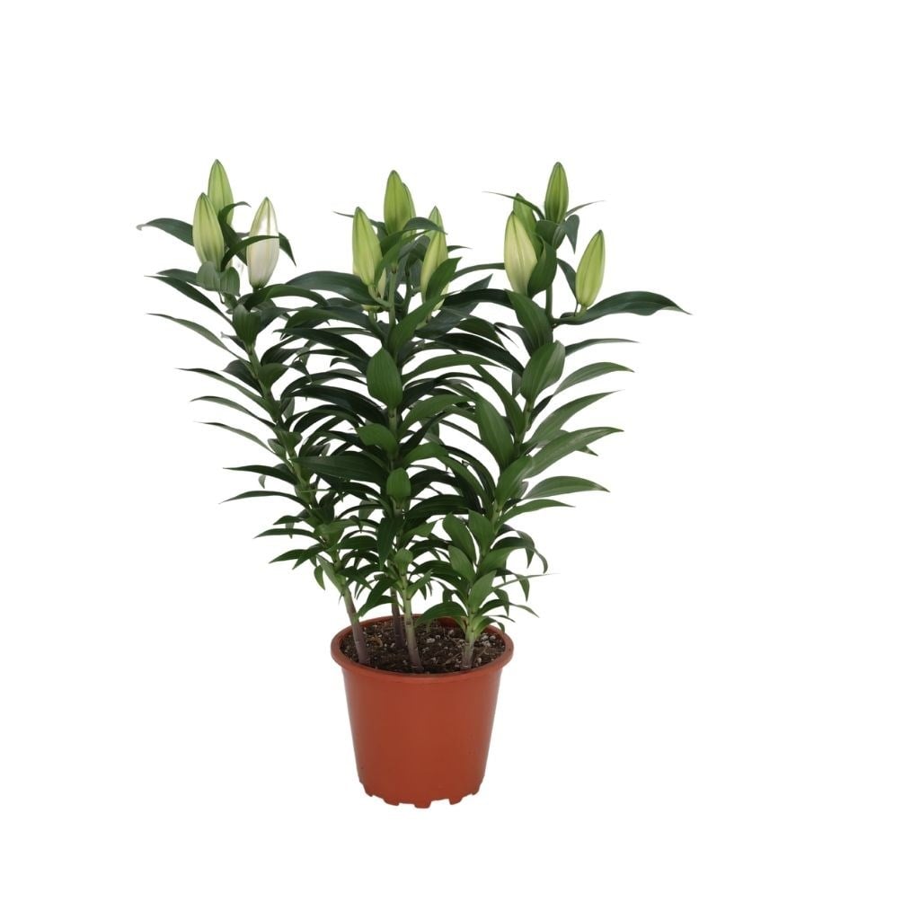 Lilium Çiçeği