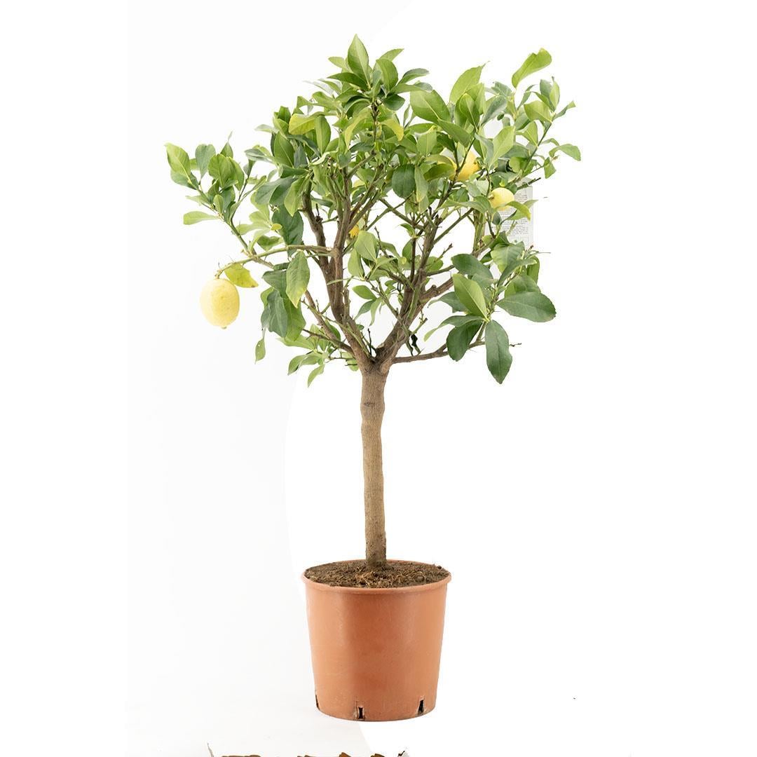 limon-agaci-80-100-cm-1-ae0c.jpg