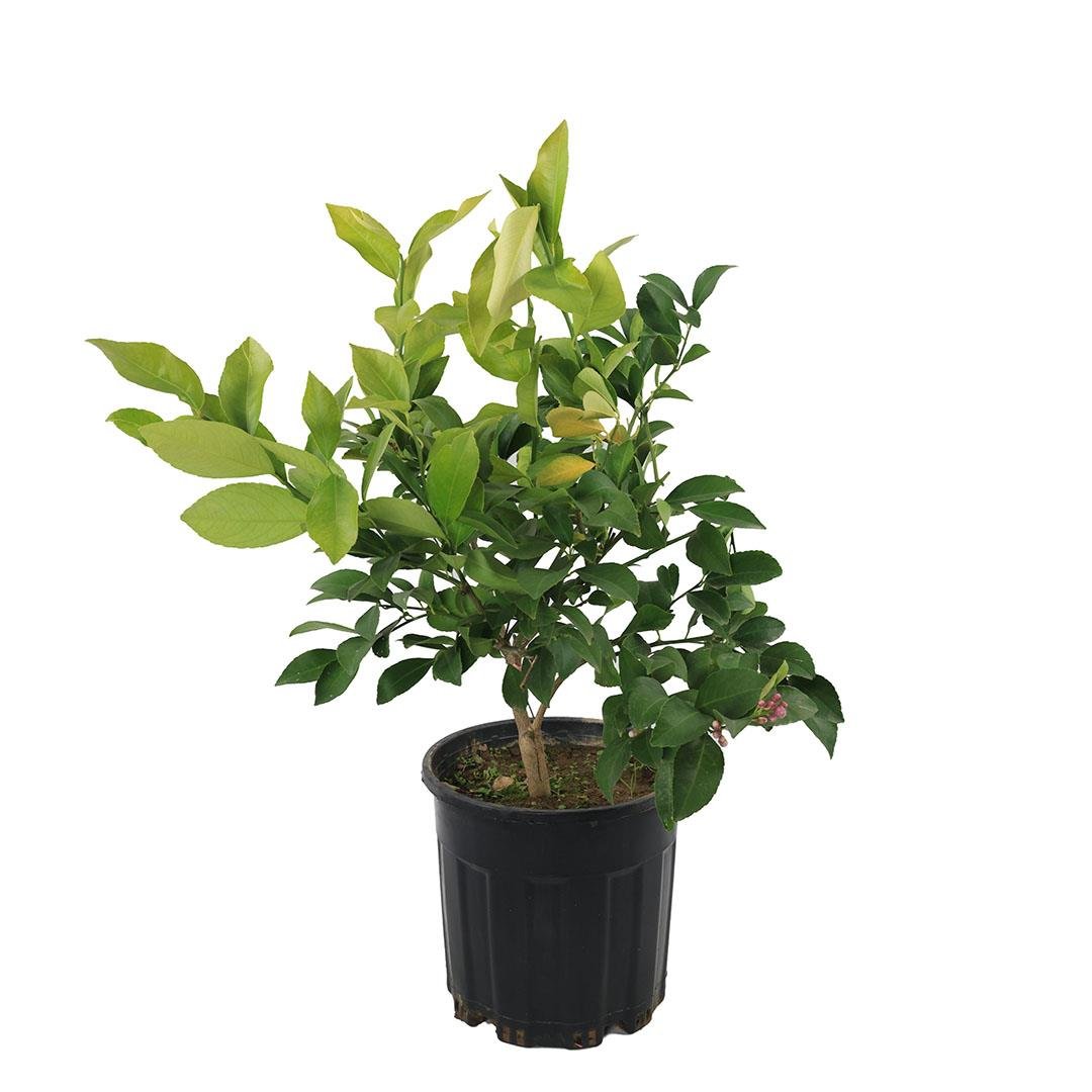 Limon Ağacı Bodur Kısa Tijli 60 -80 Cm