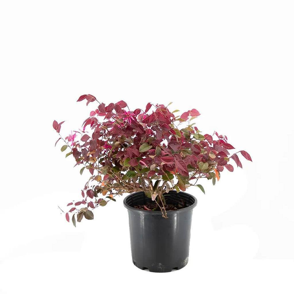 Loropetalum Rüya Çiçeği - 3 Litre Saksı - Boy 30 40 Cm  Yeşil