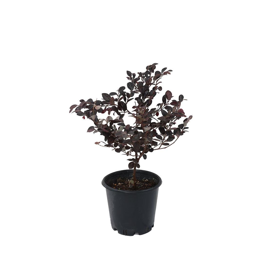 Loropetalum - Rüya Çiçeği (Chinense Rubrum) 30-40 Cm
