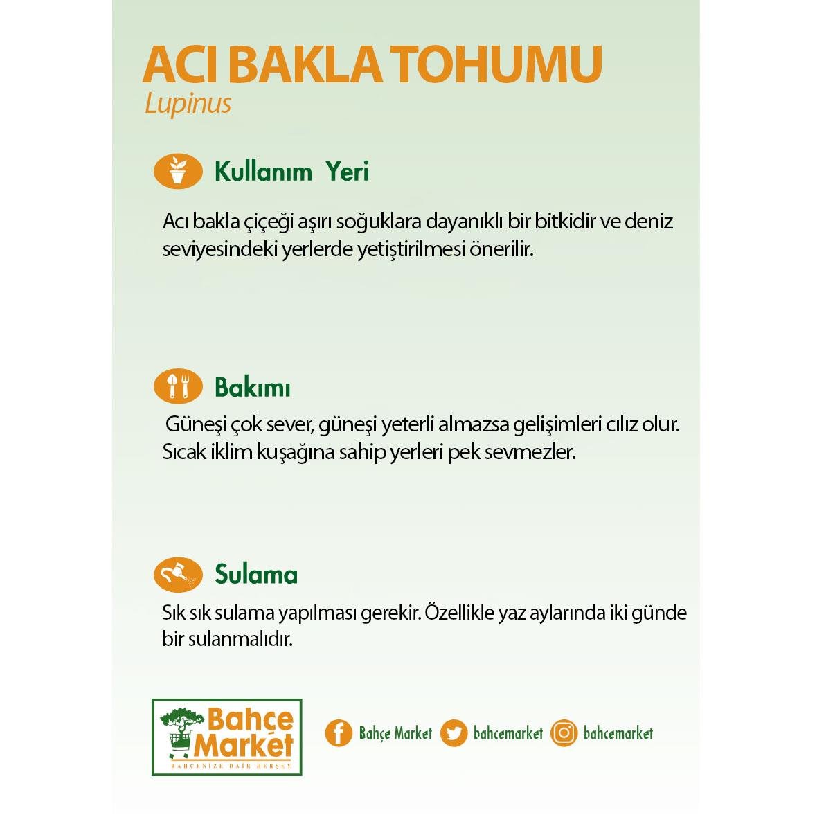 Lupinus Acı Bakla Tohumu - 3 Litre Saksı - Boy 30 40 Cm  Yeşil