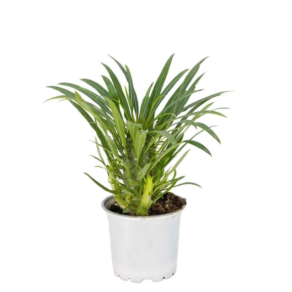 Madagaskar Palmiyesi 10-20 Cm