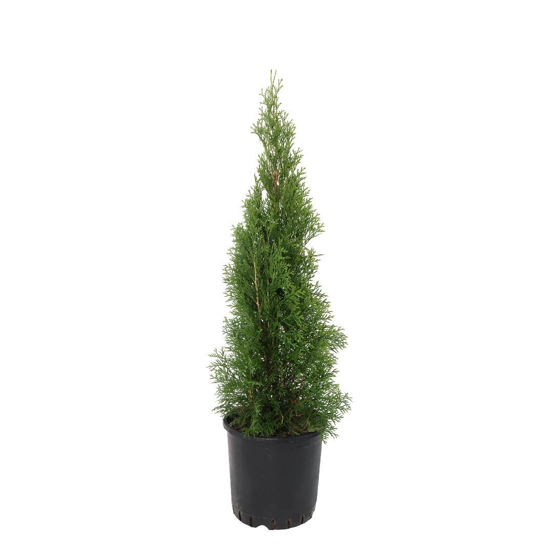 Mazı Batı (Smaragd) Bitkisi 60-80 Cm