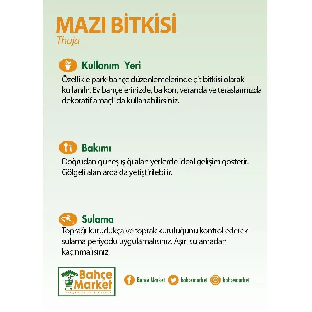 Mazı (Thuja) bakım kartı: Park ve bahçelerde çit bitkisi olarak kullanılır; balkon ve terasa da uygun. Doğrudan güneş alan yerde tutun. Toprak kurudukça sulayın.