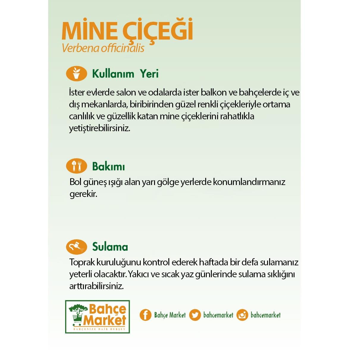 Mine Çiçeği (Askılı)