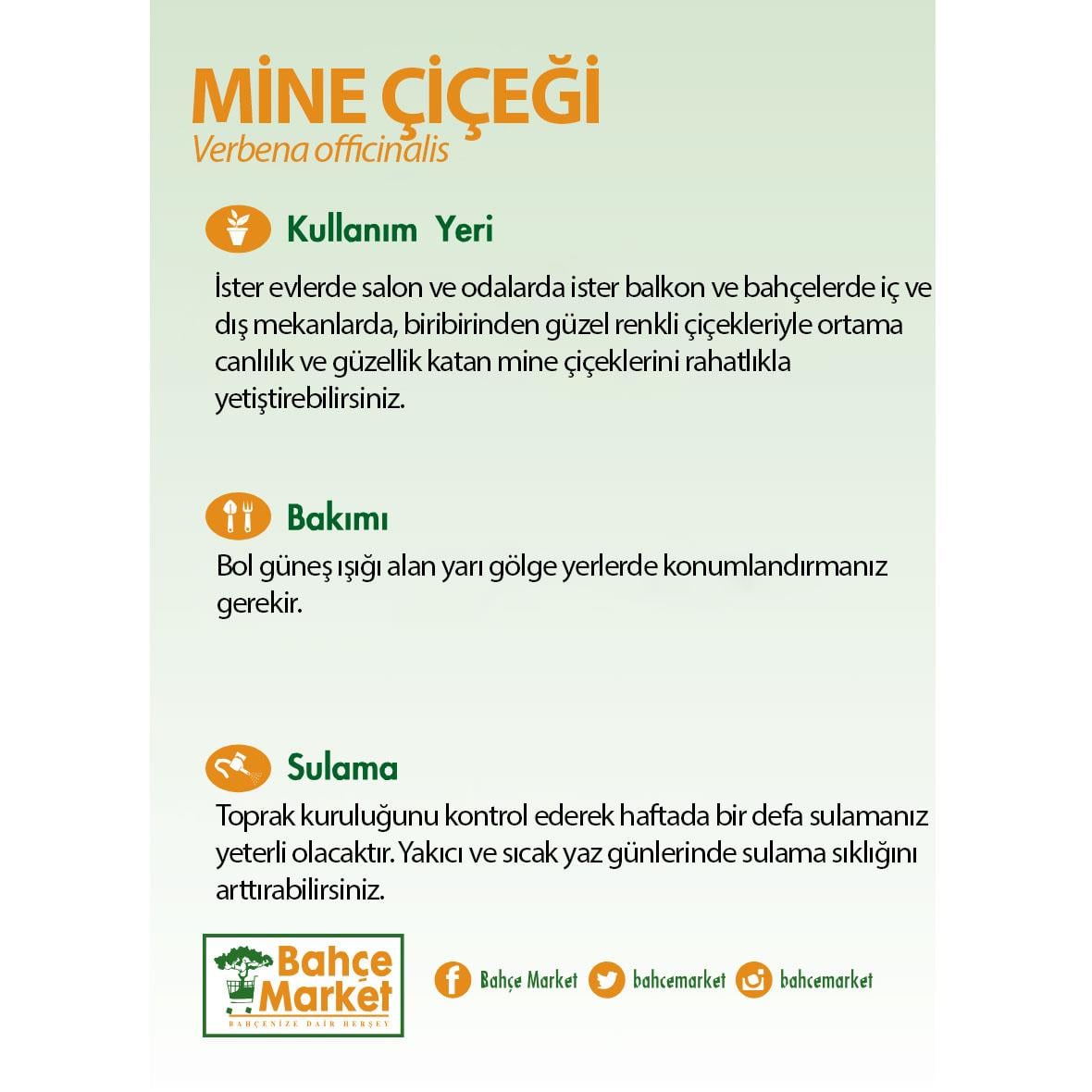 Mine Çiçeği (Askılı)