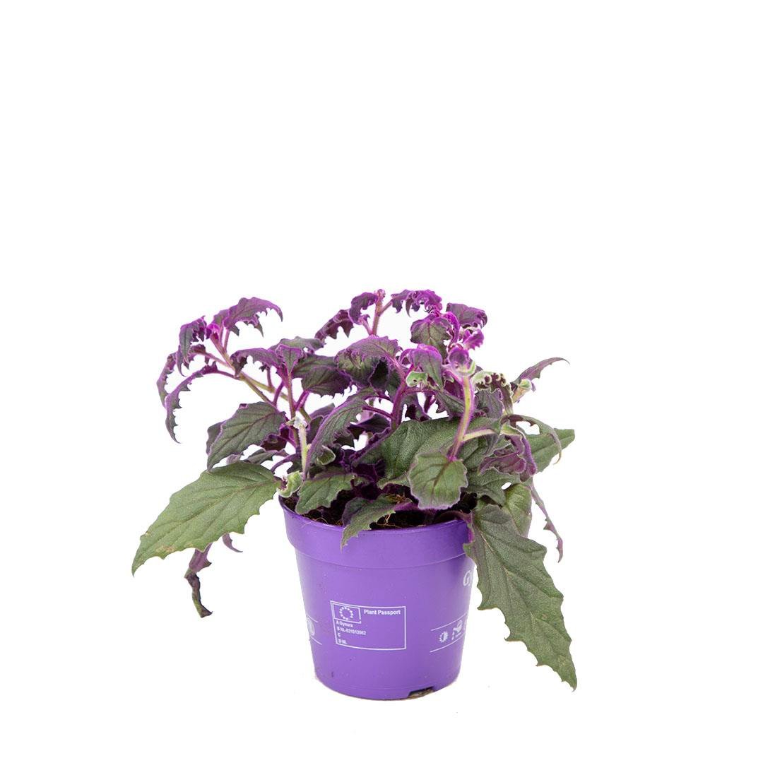 Mor Kadife Çiçeği 20-30 Cm