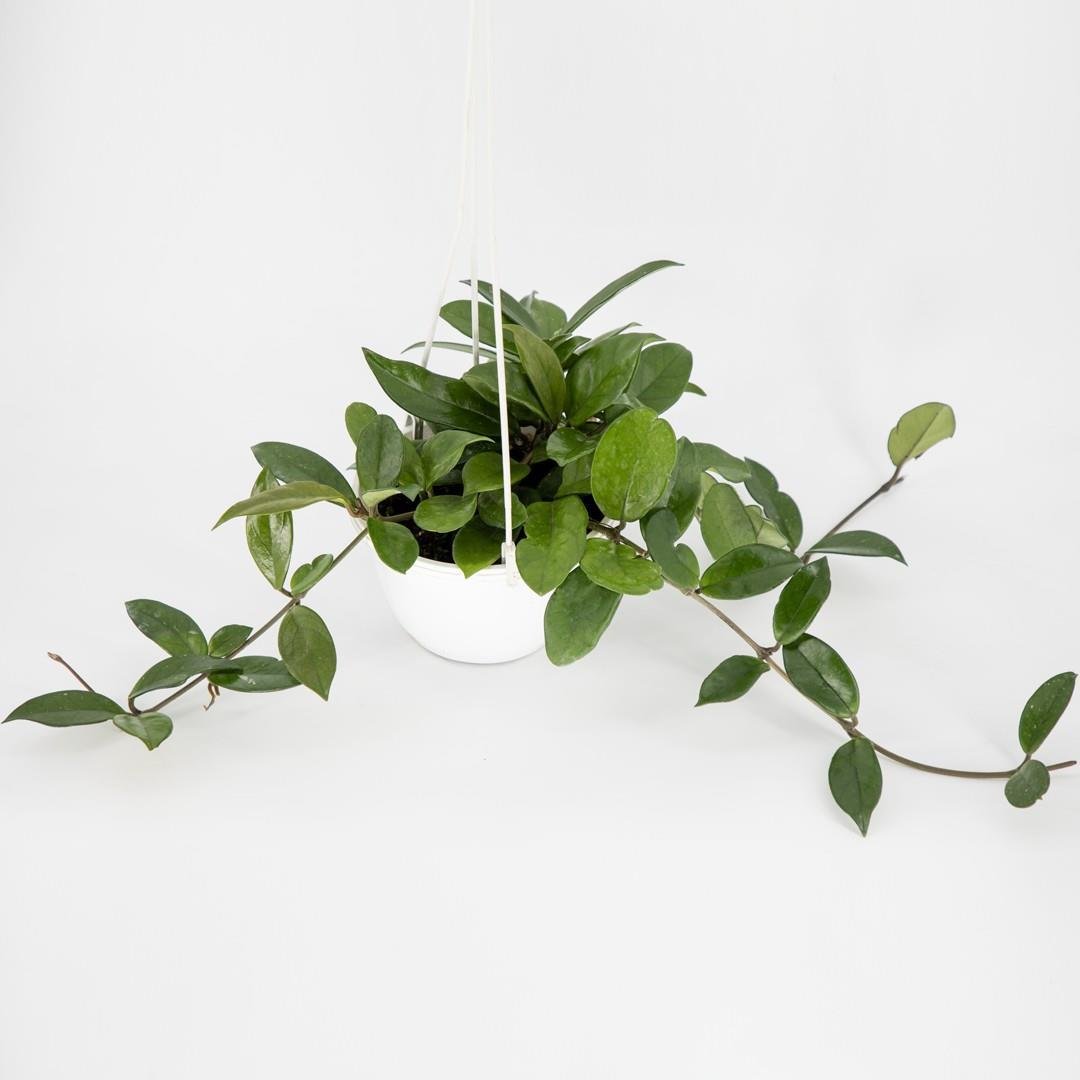 mum-cicegi-askili-aeschynanthus-3cb449.jpg