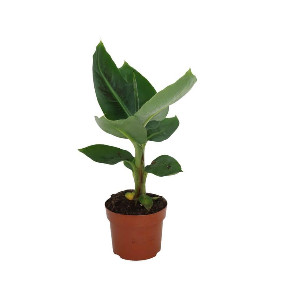 MUSA DWARF 40-60 CM