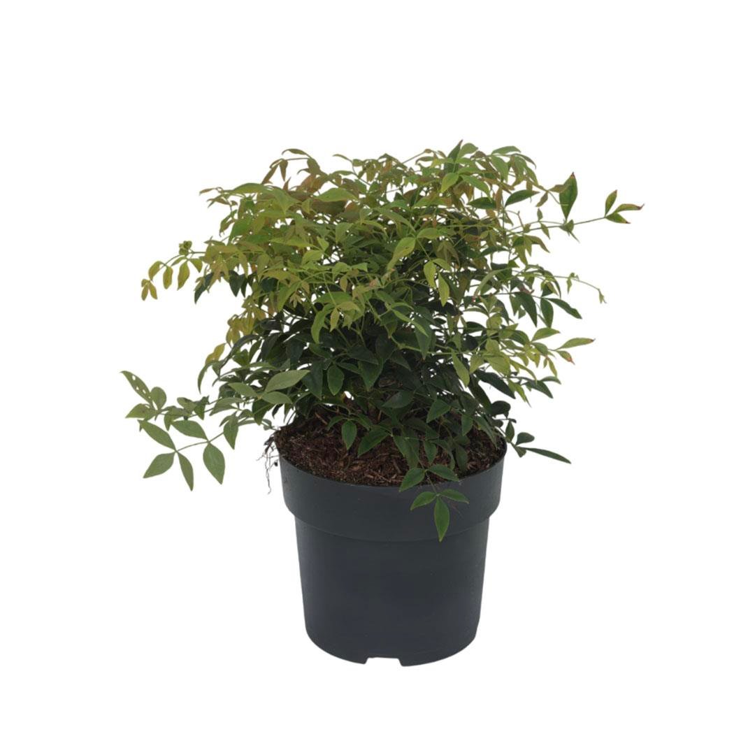 Nandina Domestica (Bodur Cennet Bambusu) 30-40 Cm