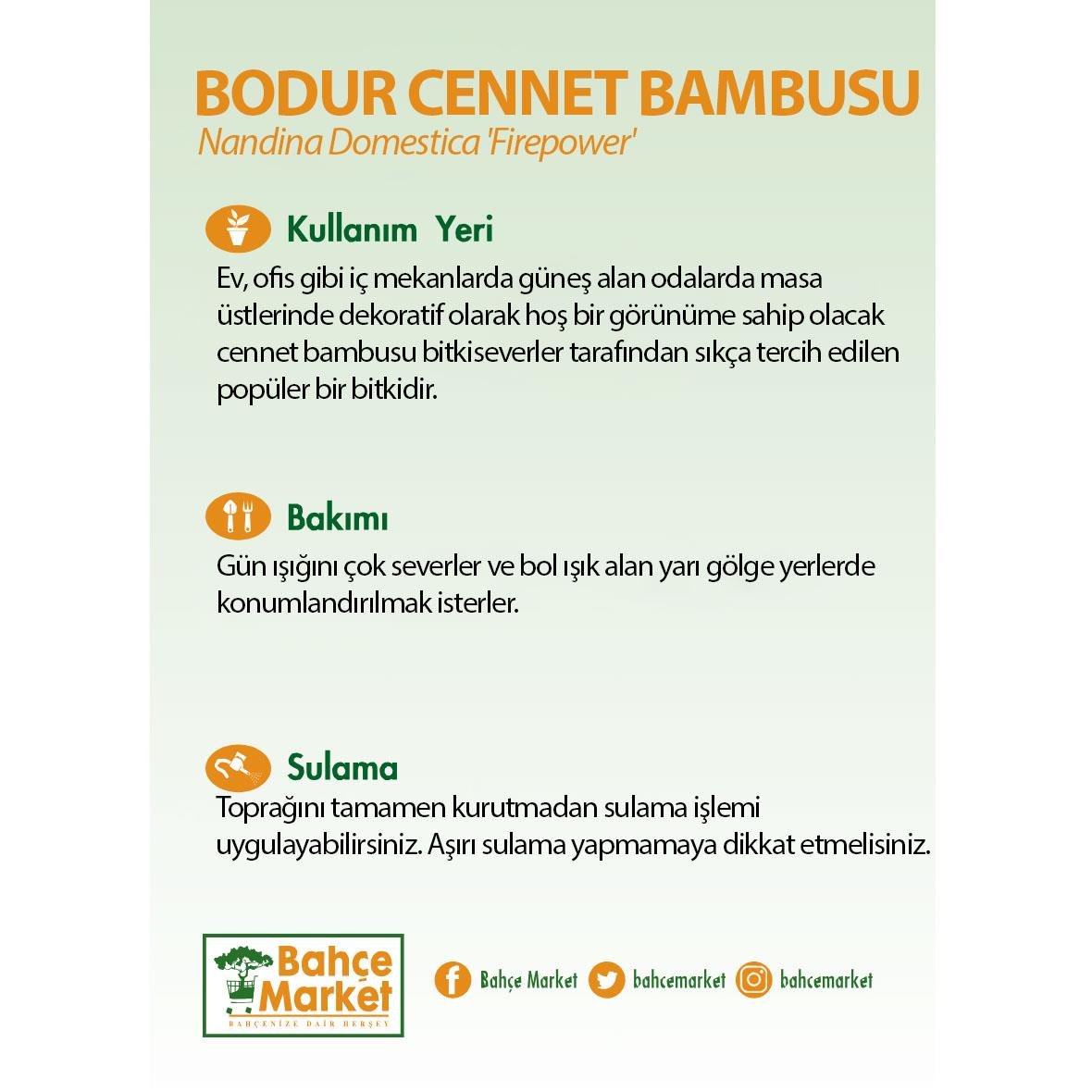 Osmanlı çimi 10-20 cm, ince yapraklı gür ot kümesi, siyah saksıda