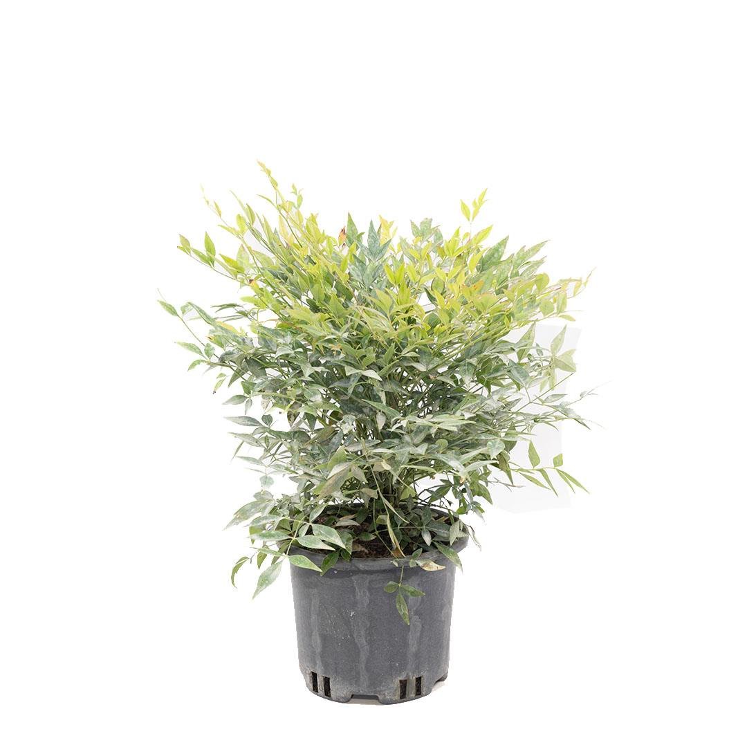 Nandina Gulf Stream (Bodur Cennet Bambusu) 20-30 Cm