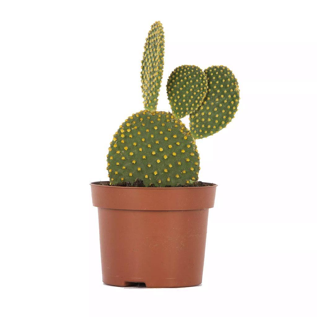 opuntia-kaktus-hint-inciri-10-20-cm-5ddd62.jpg