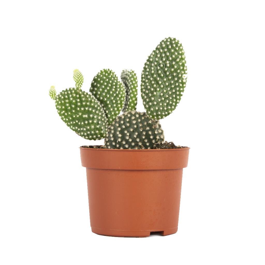 opuntia-kaktus-hint-inciri-10-20-cm-7-cc98.jpg