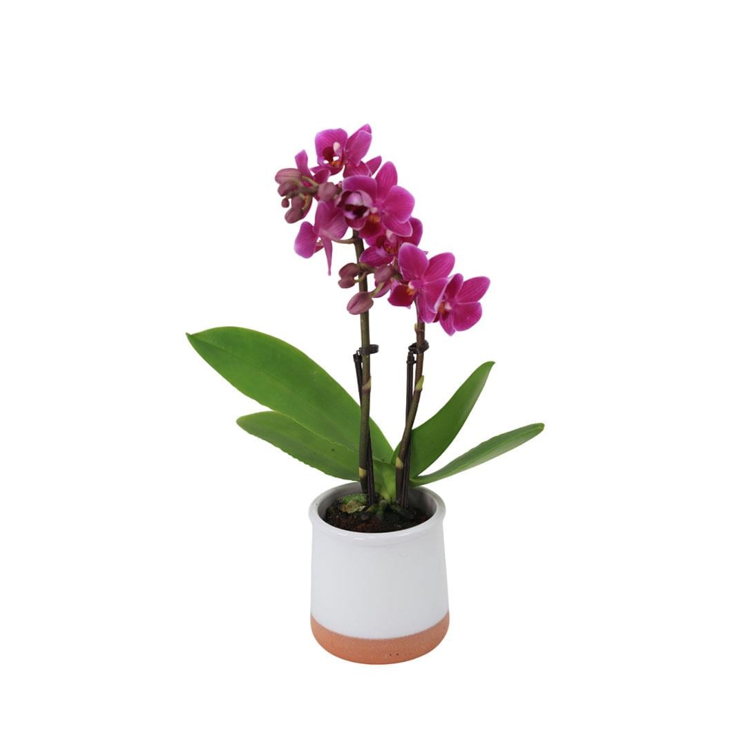 Orkide Çiçeği (Mini) 20-30 Cm