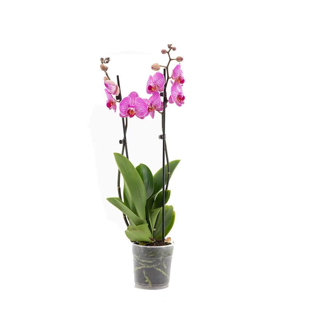 orkide-ithal-cift-dal-60-70-cm--47c7-.jpg