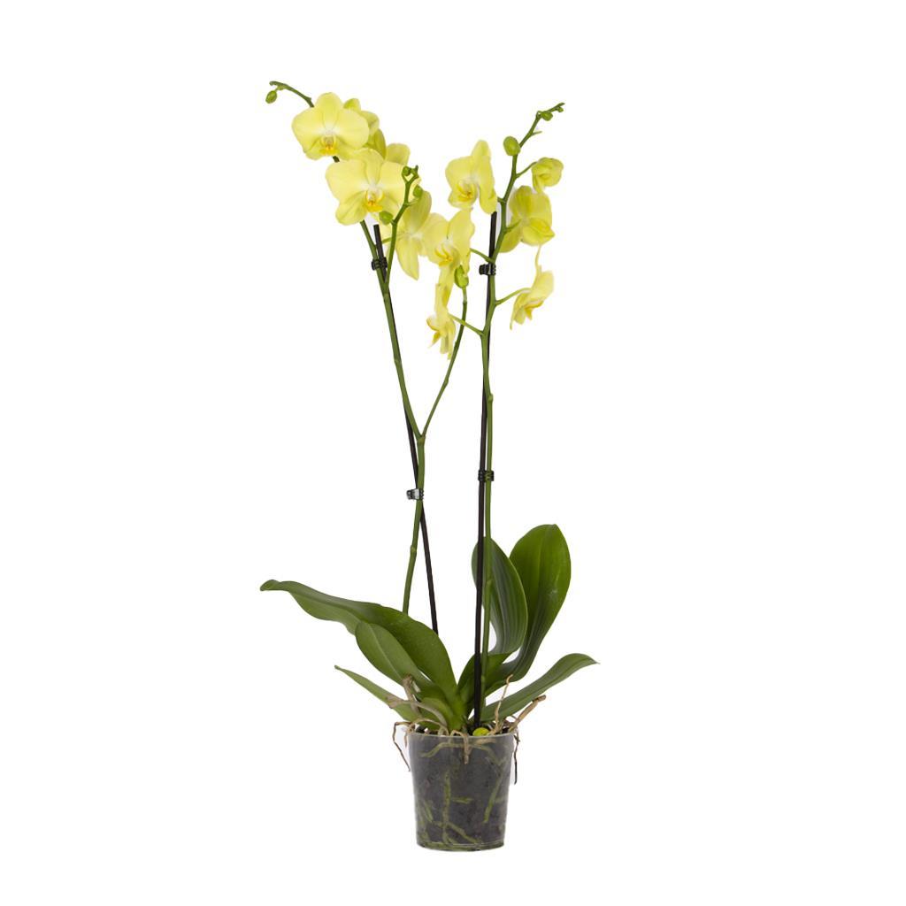 orkide-ithal-cift-dal-60-70-cm-1a94-e.jpg