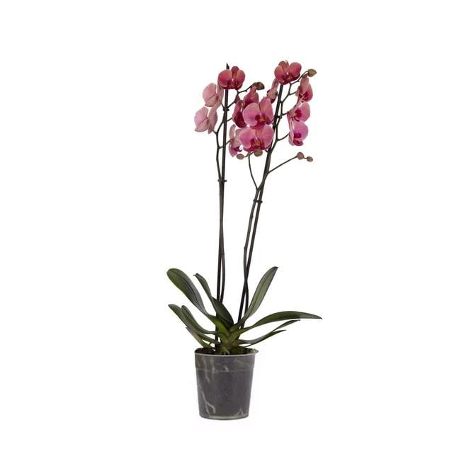 Orkide İthal (Çift Dal ) 60-70 Cm