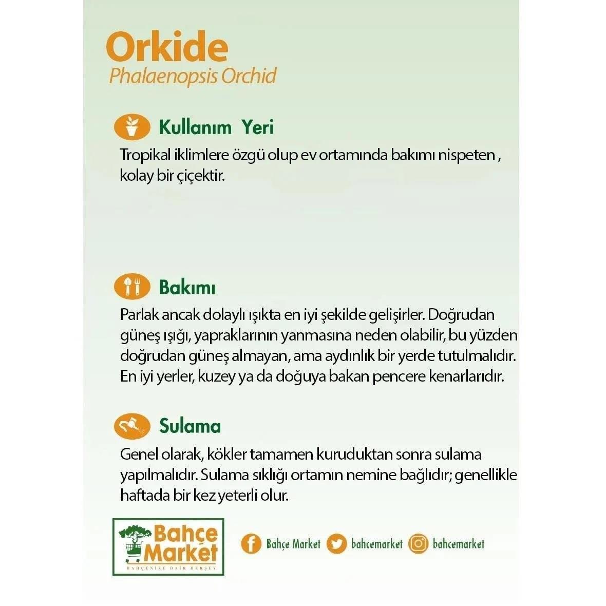 Orkide Mini 20-40 Cm