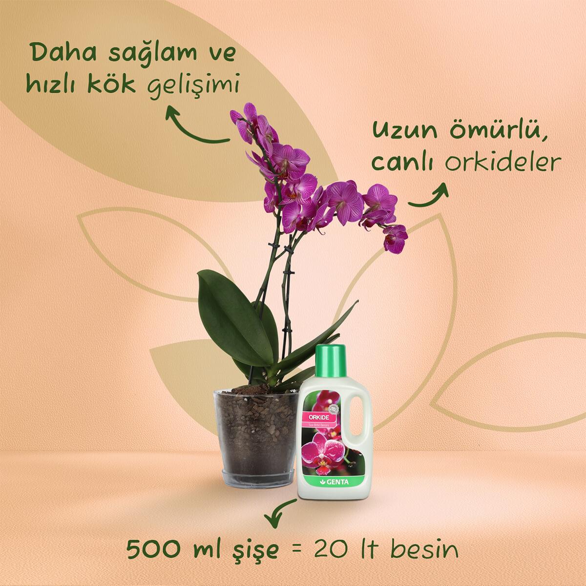 Salon sehpasında şeffaf saksıda pembe orkide