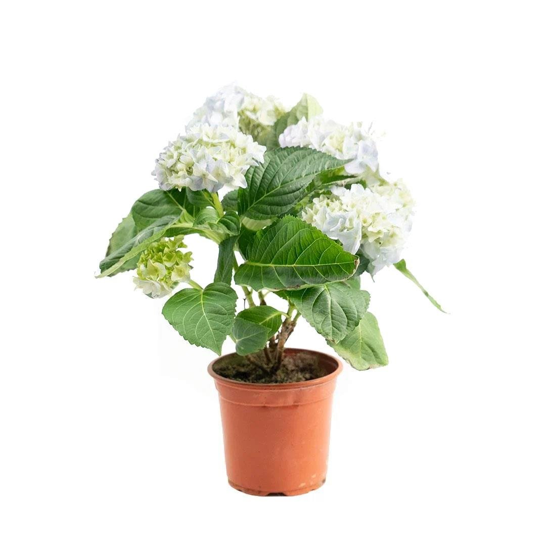 Ortanca Çiçeği - 2.5 Litre Saksı - Boy 20 40 Cm