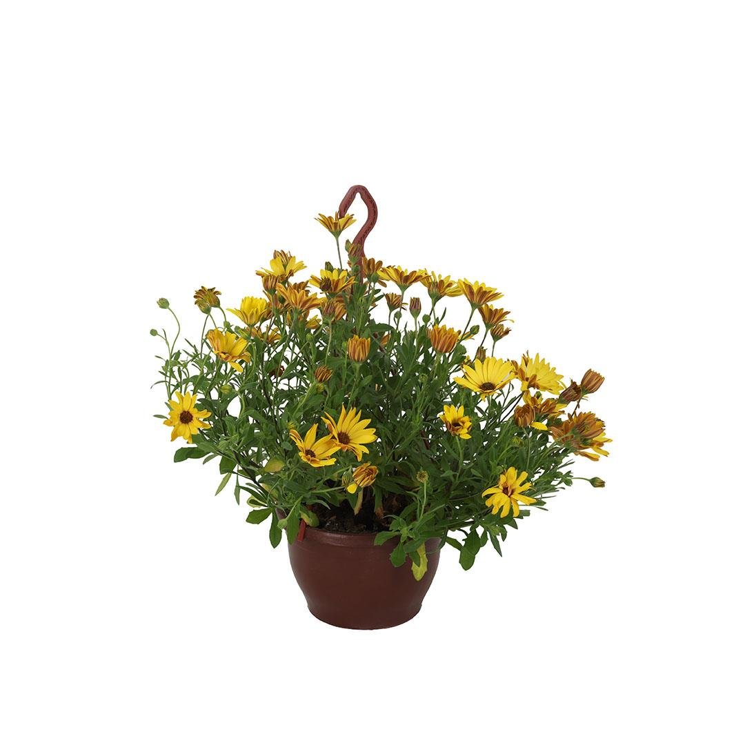 Papatya Bodrum Askılı Mix Sarı