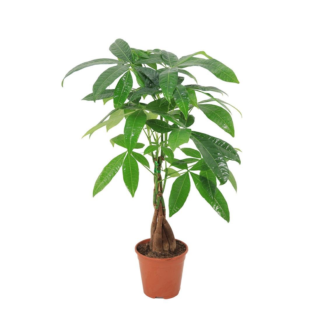 Para Ağacı Çiçeği (Pachira) 60-80 Cm