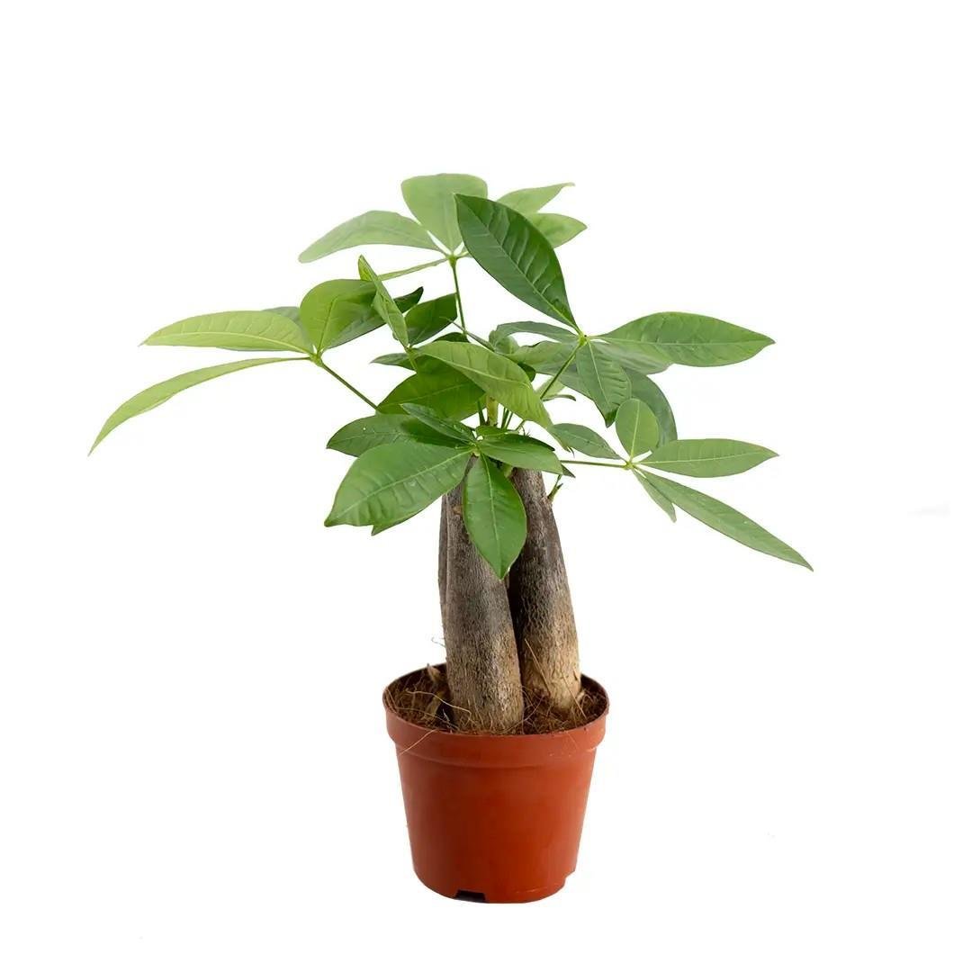 para-agaci-pachira-40-50-cm-9-bfa8.jpg