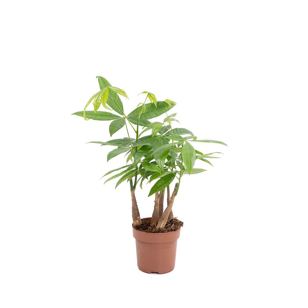 Para Ağacı (Pachira) 40-60 Cm