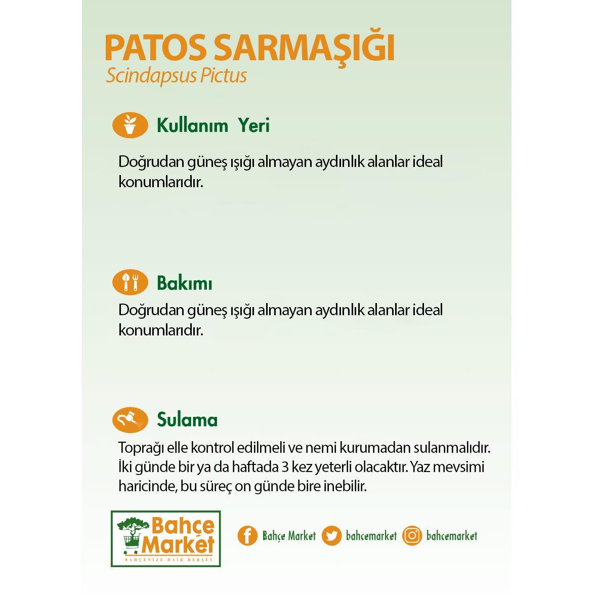 Patos Salon Sarmaşığı - Boy 40-60 Cm  Yeşil