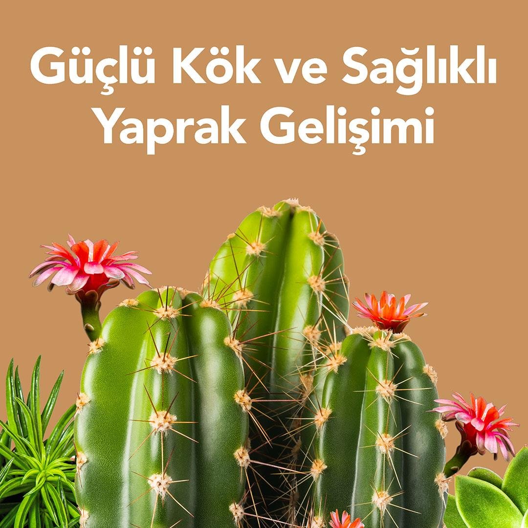 PetroTurk sukulent besini tanıtımı: Güçlü kök ve sağlıklı yaprak gelişimi, çiçekli kaktüsler
