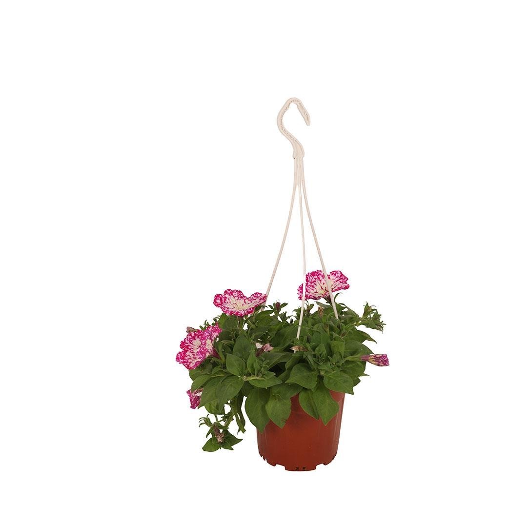 Petunya Askılı  20-30 Cm